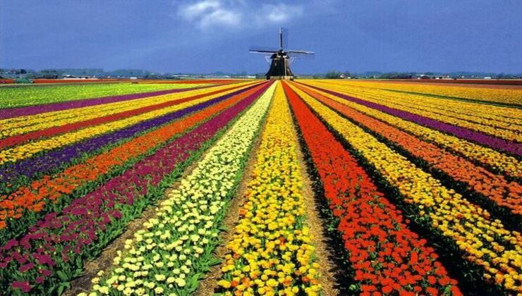 tulipani olandesi 
