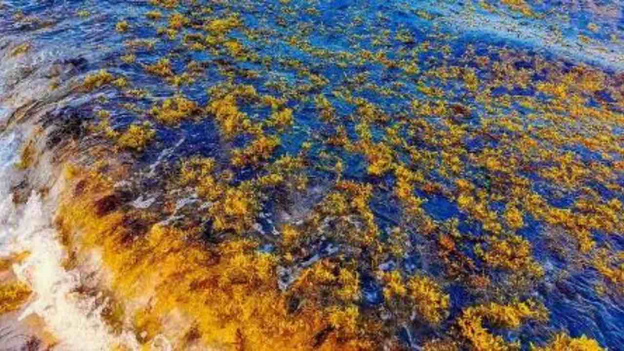 Alghe in mare