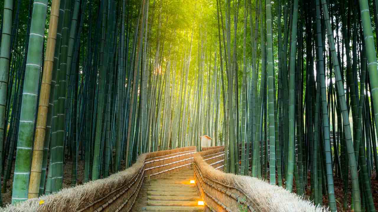 Arashiyama, foresta di bambù