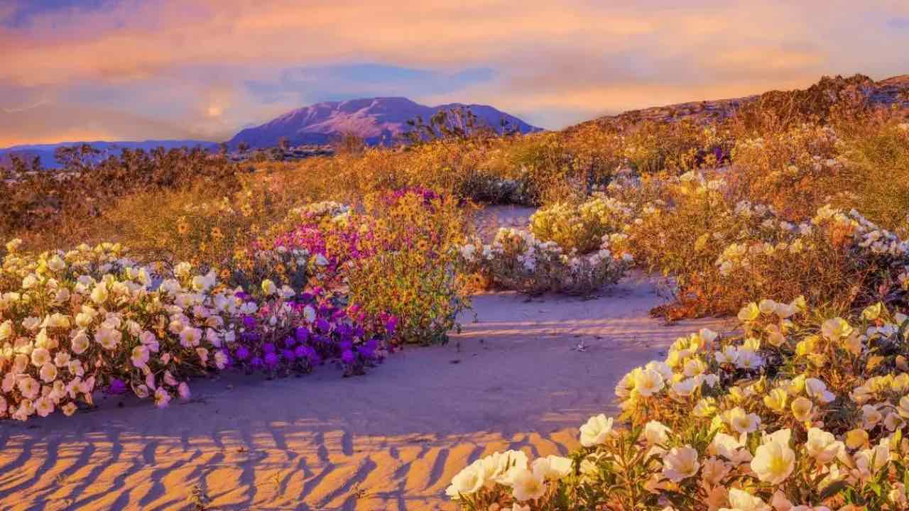 Deserto di Anza Borrego fioritura