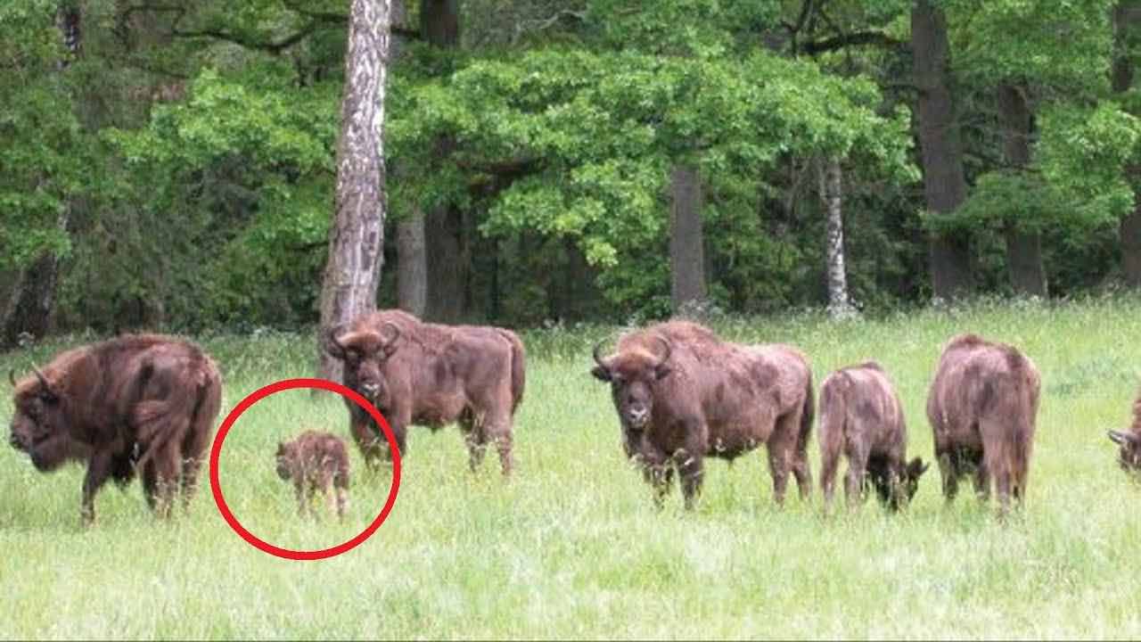 Dettaglio del branco di bisonti