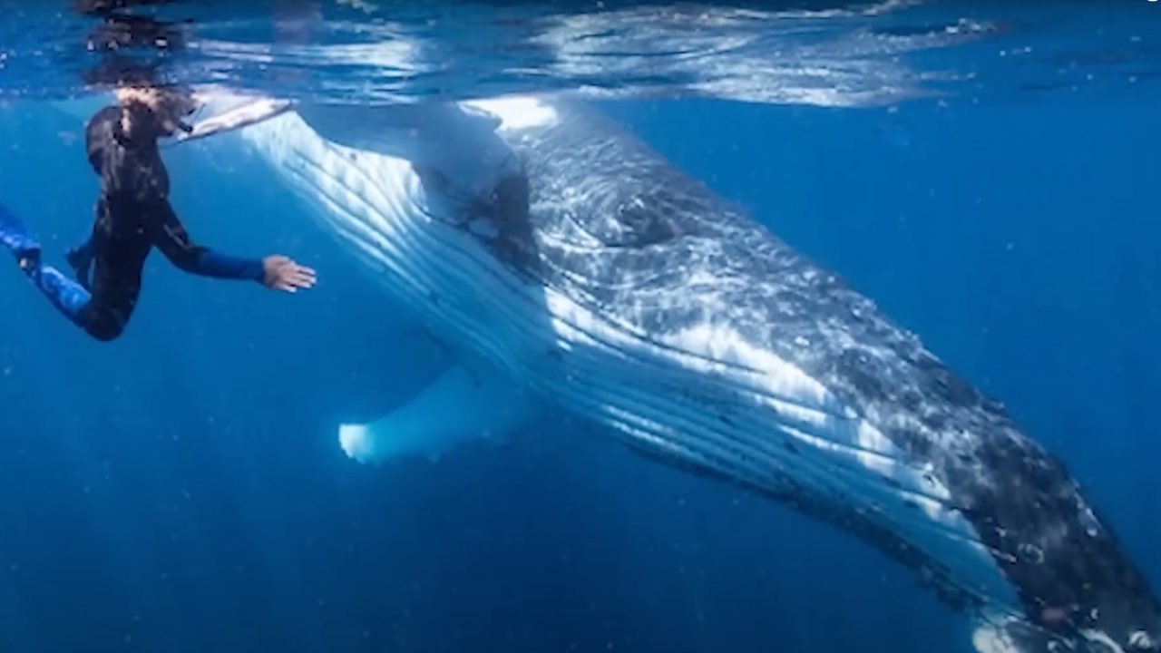 Donna con la balena in acqua