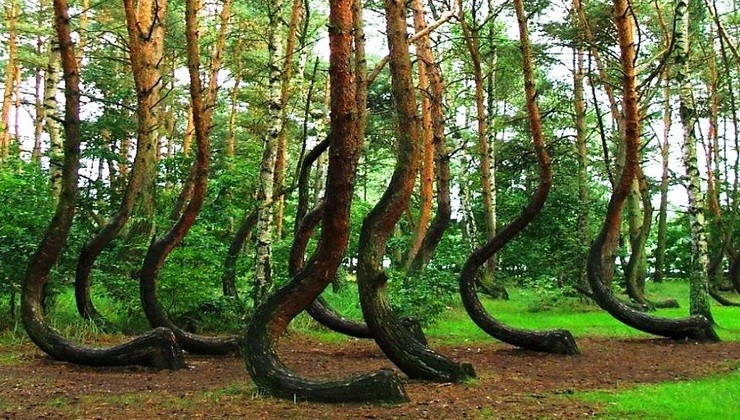 crooked forest 