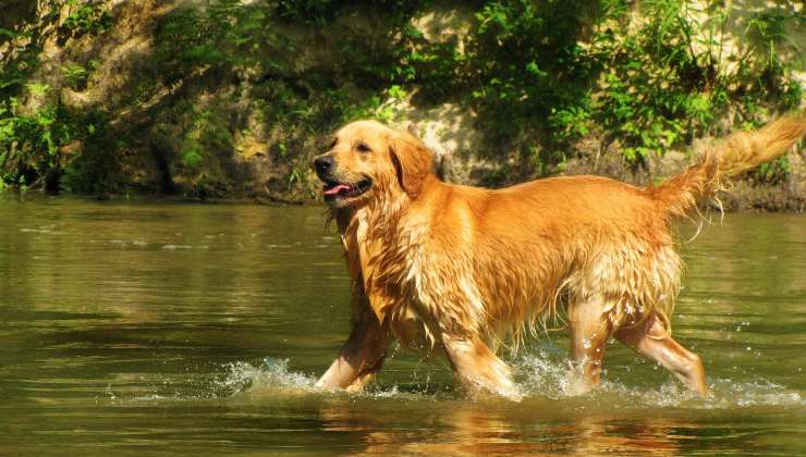 Golden Retriever - cane nuotare nel lago