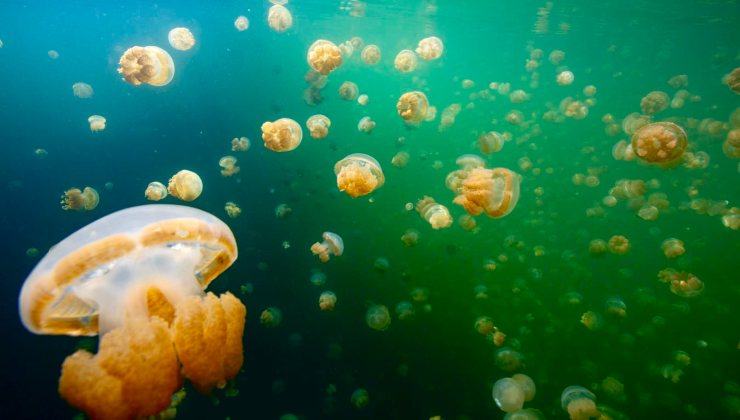 Il lago delle meduse Jellyfish Lake