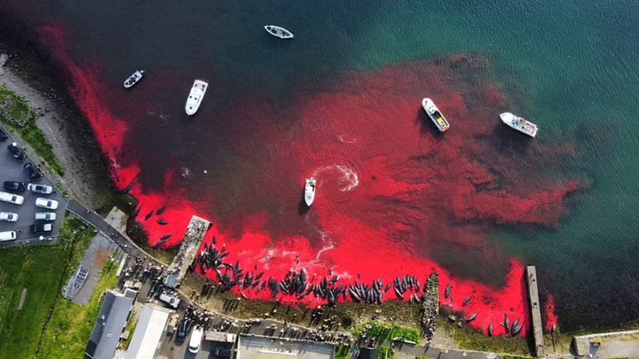 Isole Faroe tinte di rosso