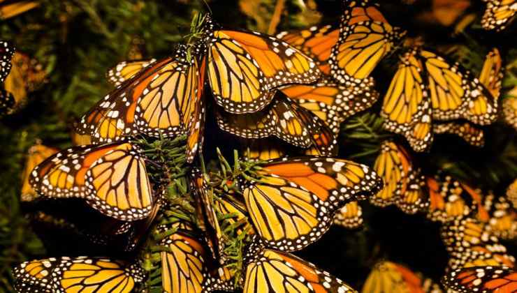 La foresta delle farfalle Messico