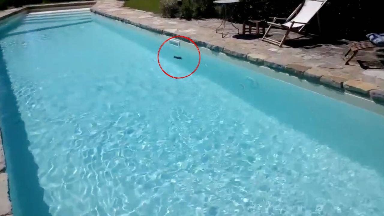Strana macchia nera in piscina