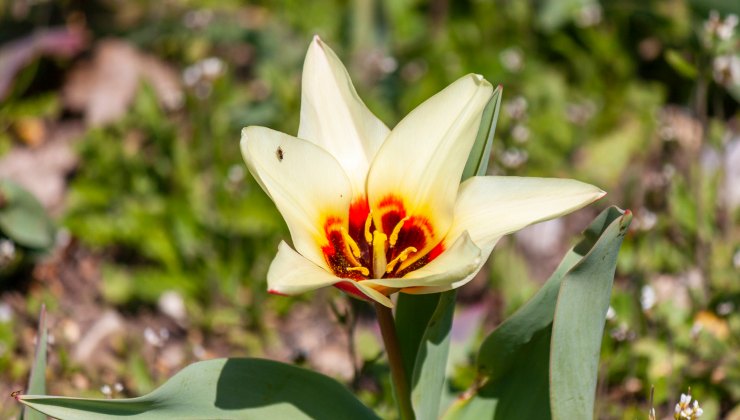 Tulipano, Parco Giardino Sigurtà