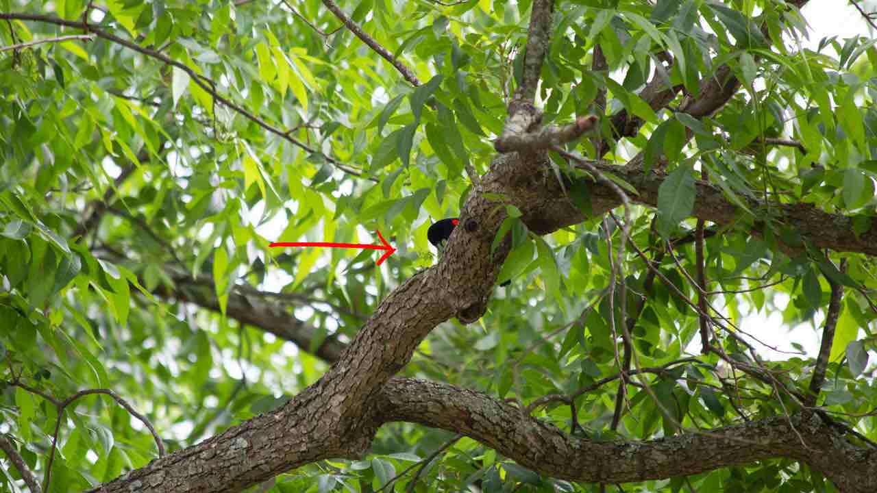 Uccellino nascosto nell'albero