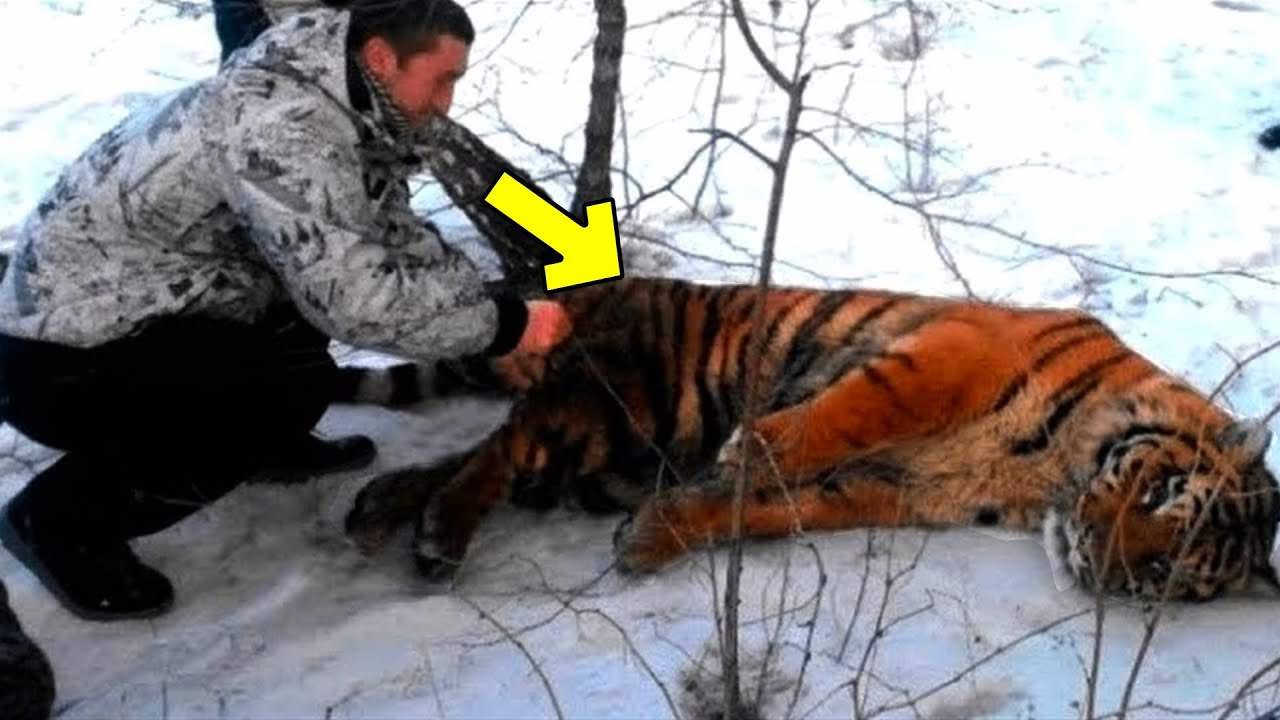 Uomo aiuta una tigre
