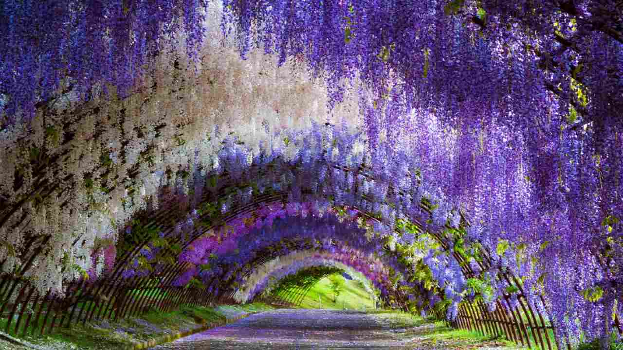 Wisteria Tunnel in Giappone