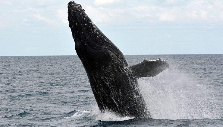 caratteristiche balena megattera