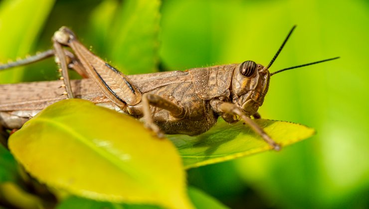 Invasione d'insetti: ecco l'allarme dato in Italia e la regione più a rischio di tutte