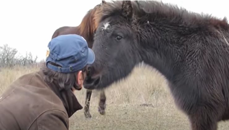 Salva il cavallo selvaggio dalle catene: la reazione dell'animale è inaspettata