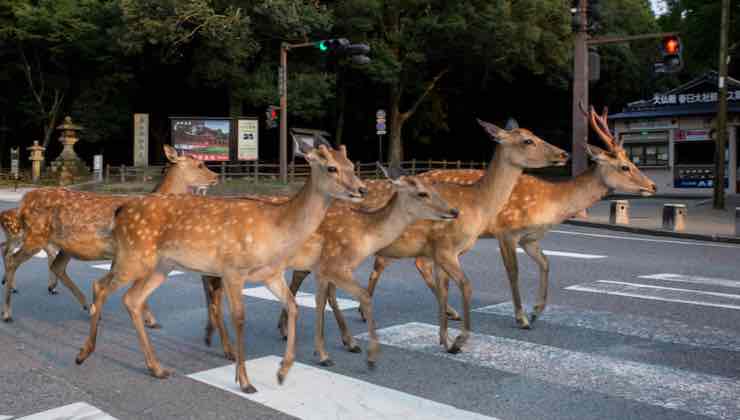 cerbiatti in giro per Nara