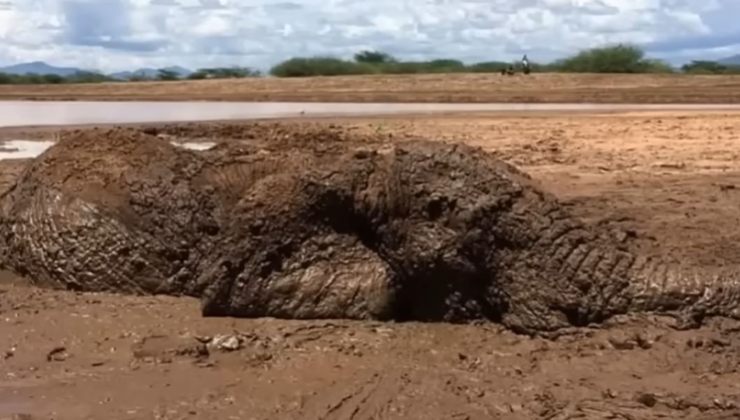elefante incastrato nel fango salvato da un pastore