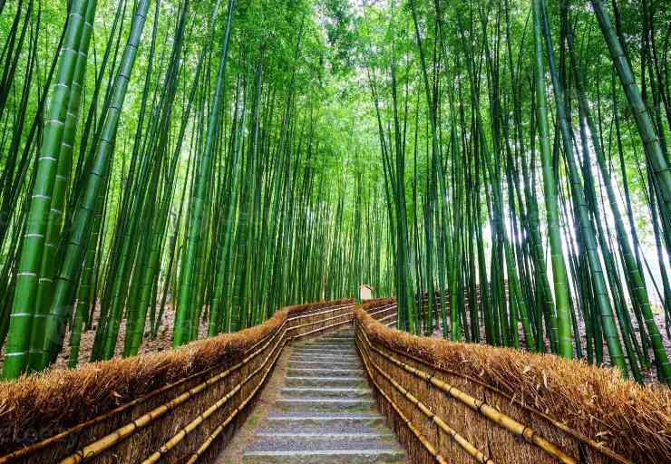 foresta-di-bambù-di-arashiyama