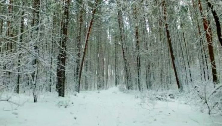 Foresta Siberiana: il motivo per cui ci vive un uomo 