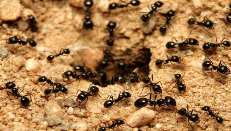 Come sbarazzarsi delle formiche