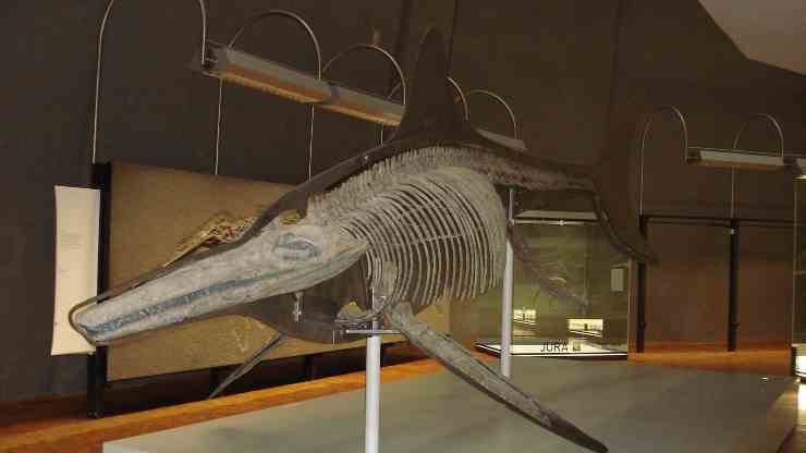 fossile-di-ittiosauro