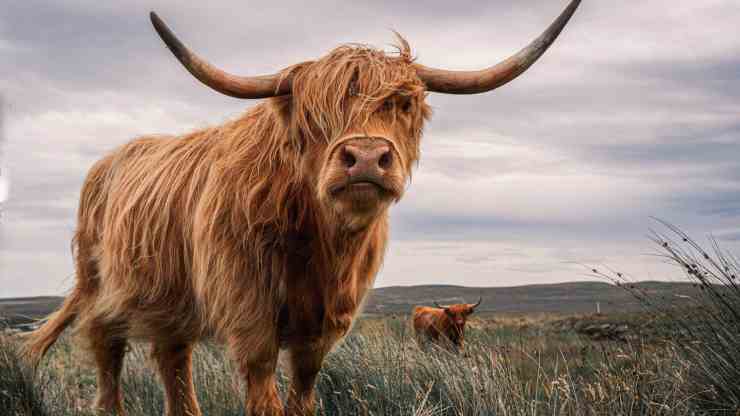 highlands-cow