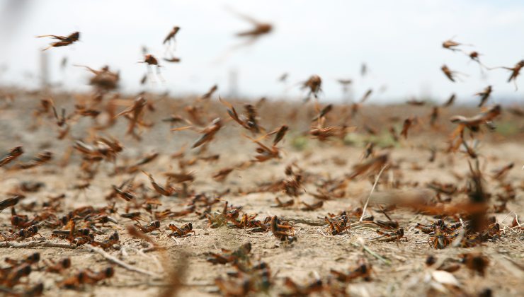 Invasione d'insetti: ecco l'allarme dato in Italia e la regione più a rischio di tutte