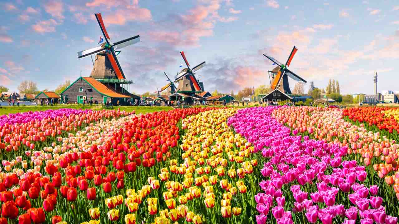 keukenhof parco di tulipani in Olanda