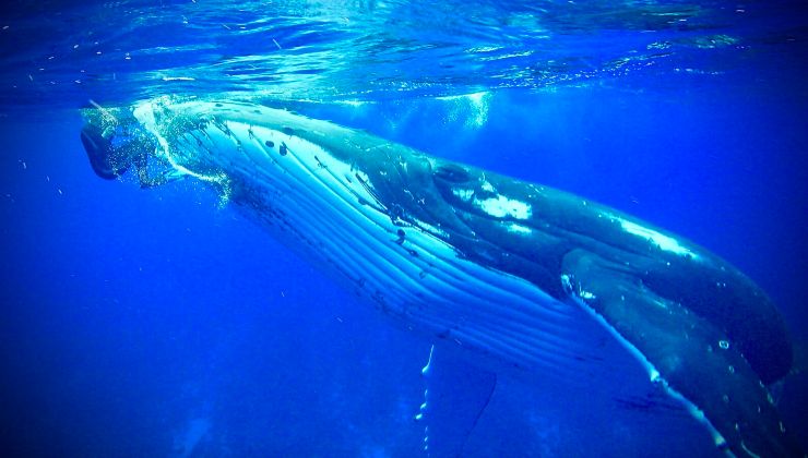 Balena spinge sott'acqua una donna: il motivo commovente