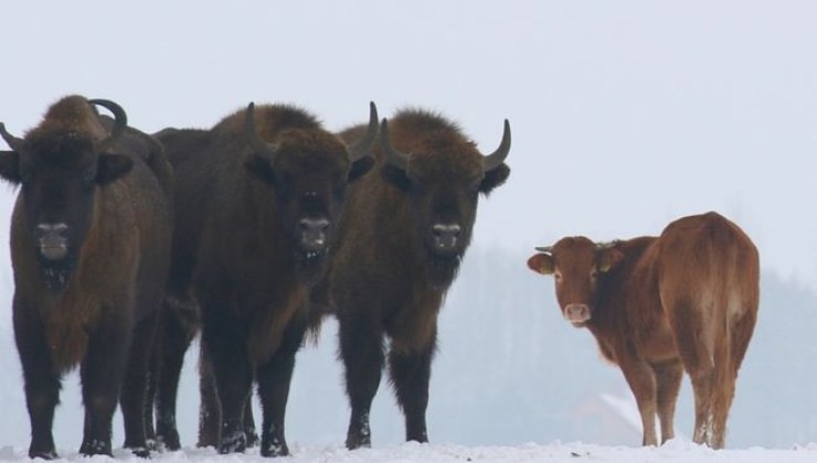 Nota qualcosa in mezzo ad un branco di bisonti: l'incredibile scoperta