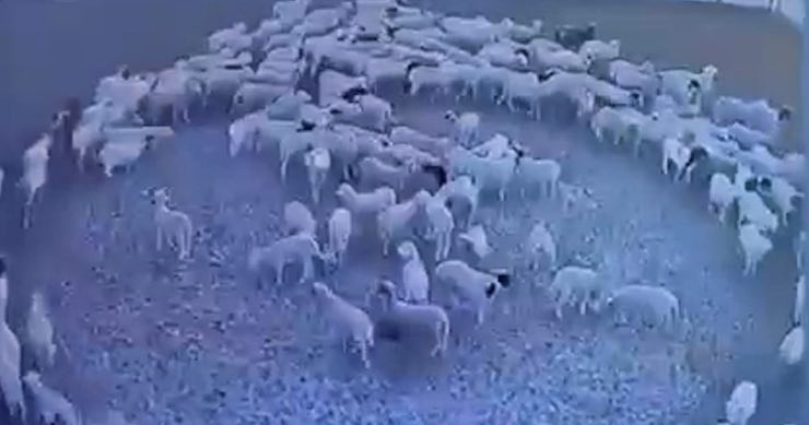pecore che girano in cerchio