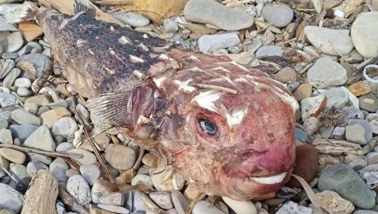 Pesce pericoloso: ritrovato in Italia un esemplare esotico