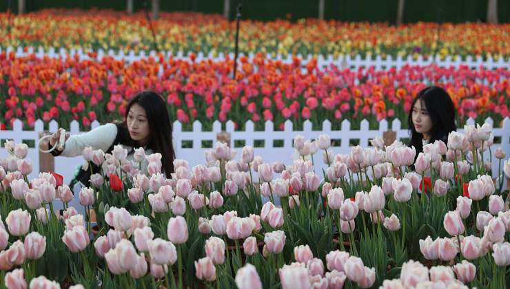 tulipani in Cina