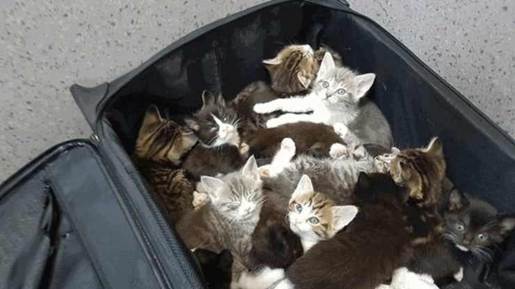 gattini ritrovati in valigia