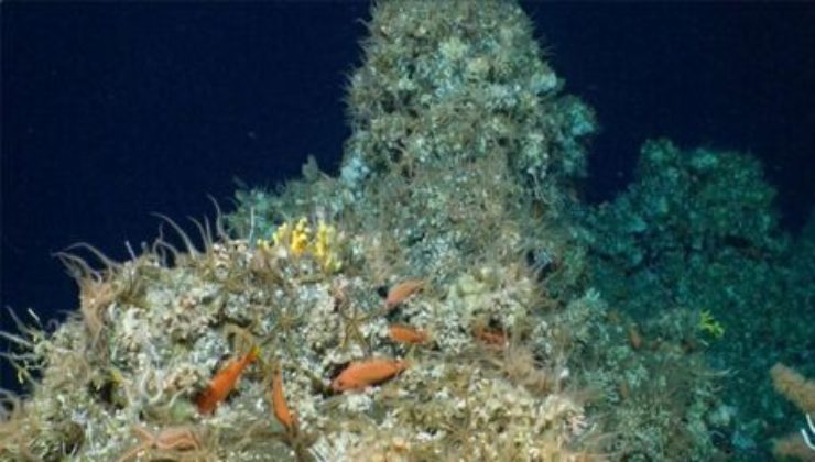 Tesoro inaspettato trovato a 600 metri di profondità nelle acque dell'Oceano