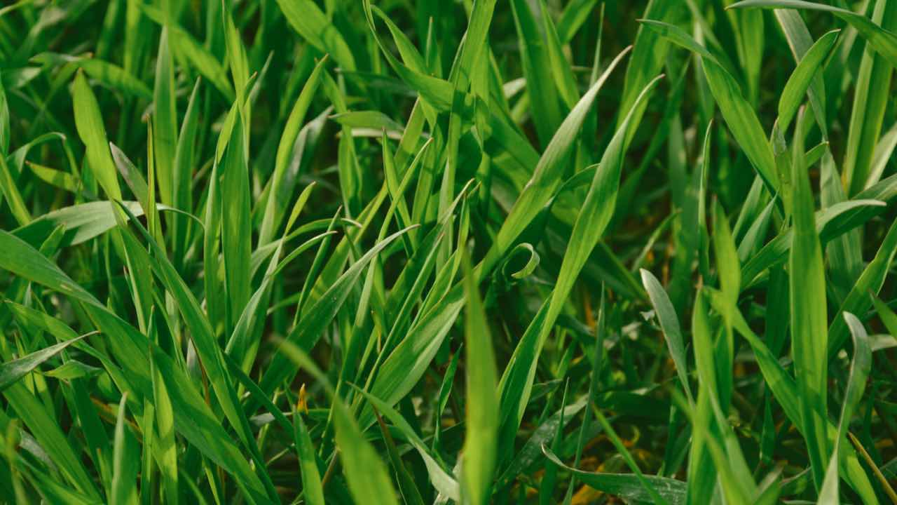 Formica nascosta nell'erba