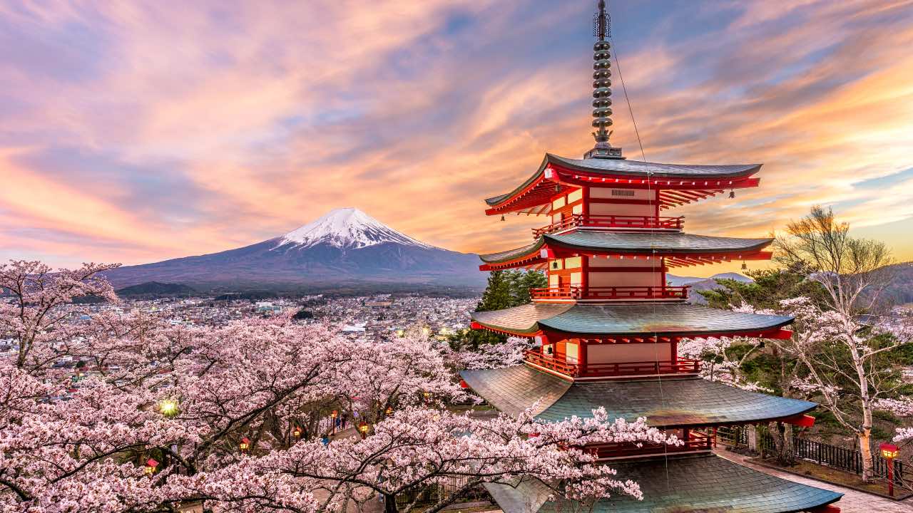 Fuji in primavera con fiori di ciliegio