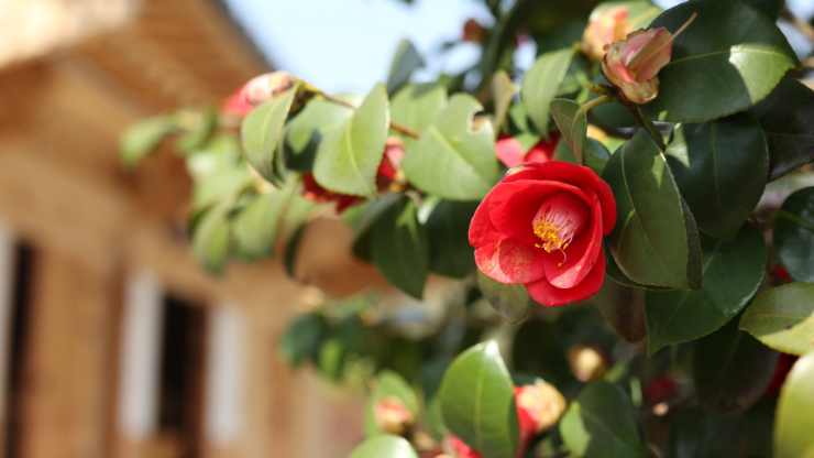 Giardino delle Camelie a Firenze