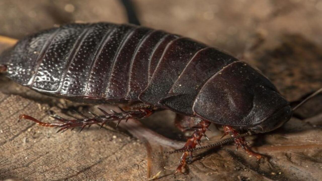 Panesthia lata cockroach