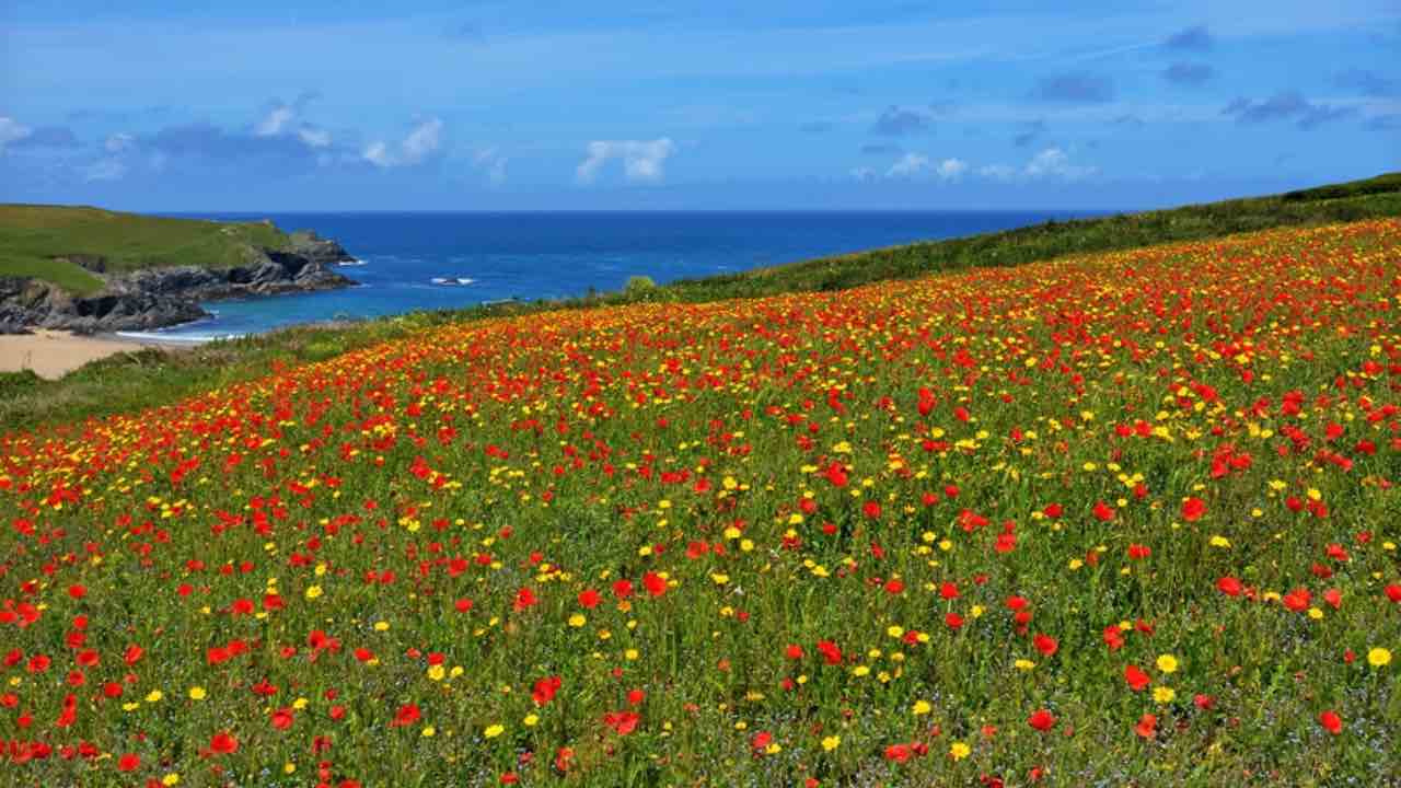 Papaveri vista mare