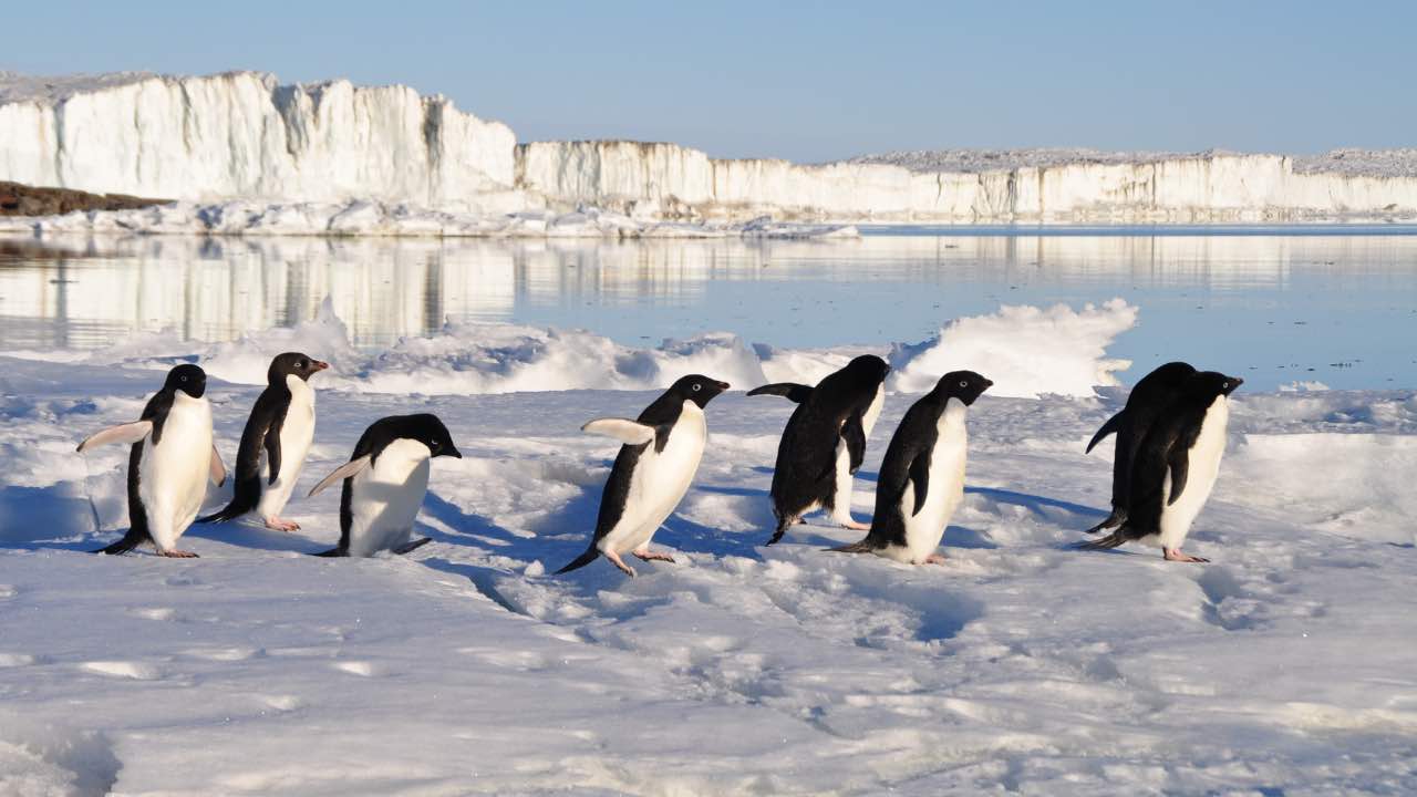 Pinguini in fila