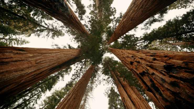 Sequoie giganti