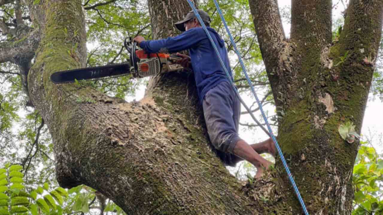 Uomo che taglia albero