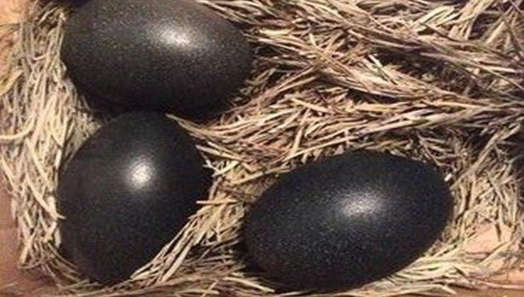 Uova nere: la scoperta del contadino
