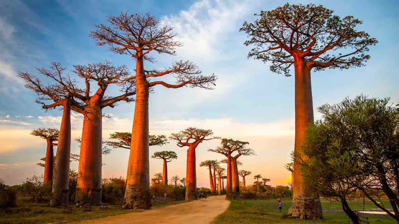 alberi di baobab in madagascar