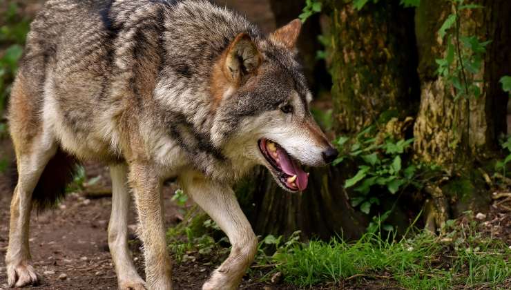è stato avvistato lupo in Italia
