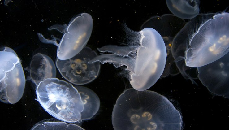avvistata nuova specie di medusa