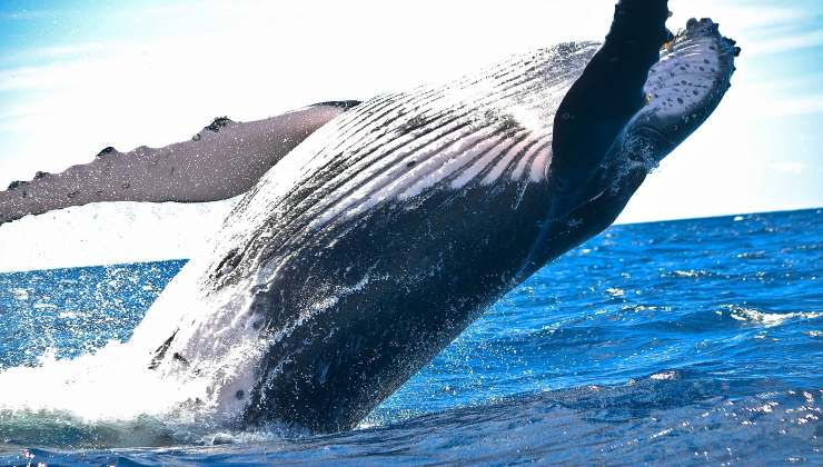 Avvistano una balena e notano un dettaglio molto particolare