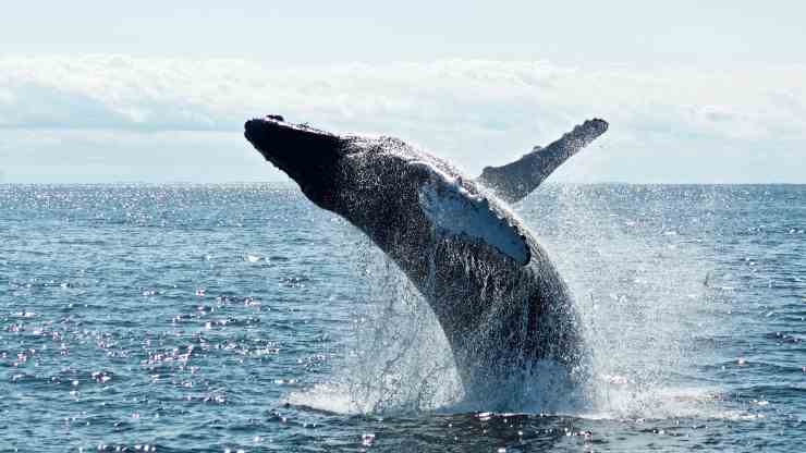 balene-in-mare