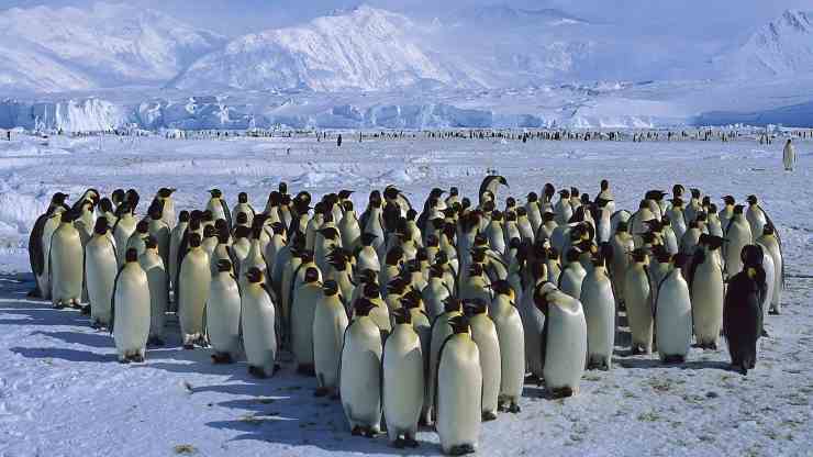 banco-di-pinguini